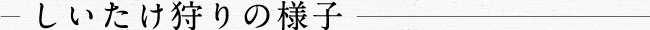 しいたけ狩りの様子